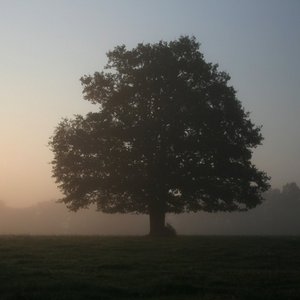 Einzelner Baum im Gegenlicht vor nebligem Horizont