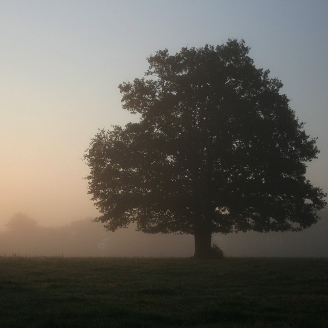 Einzelner Baum im Gegenlicht vor nebligem Horizont