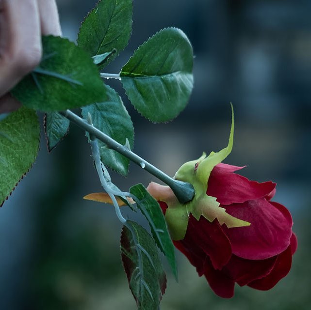 Mensch in schwarzer Kleidung auf einem Friedhof mit roter Rose in der Hand