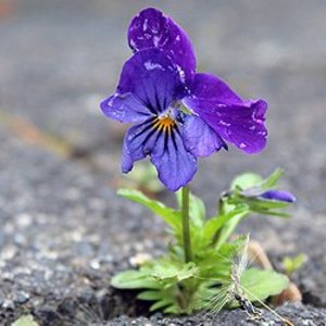 Einzelne Blume mit lila Blüte wächst aus dem Asphalt