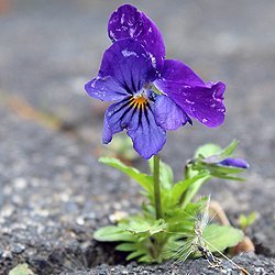 Einzelne Blume mit lila Blüte wächst aus dem Asphalt