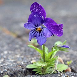 Einzelne Blume mit lila Blüte wächst aus dem Asphalt